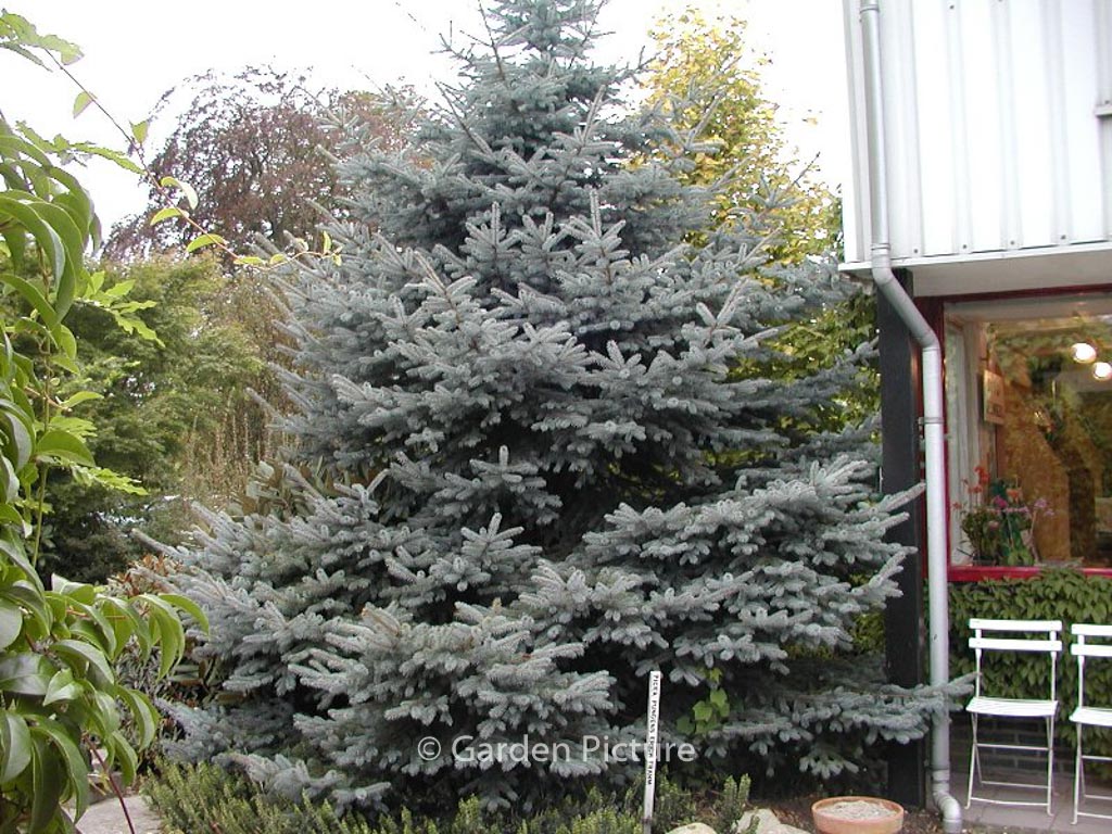 Picea pungens ‘Erich Frahm’