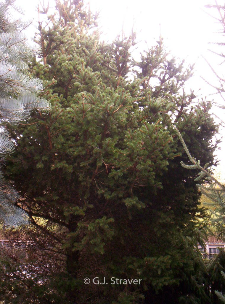 Picea pungens ‘Lucky Strike’