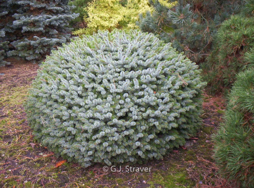 Picea sitchensis ‘Tenas’