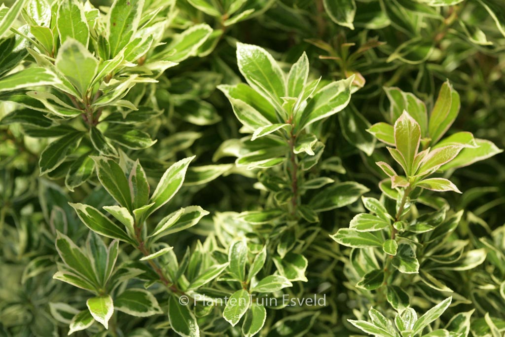 Pieris japonica ‘Little Frosty’