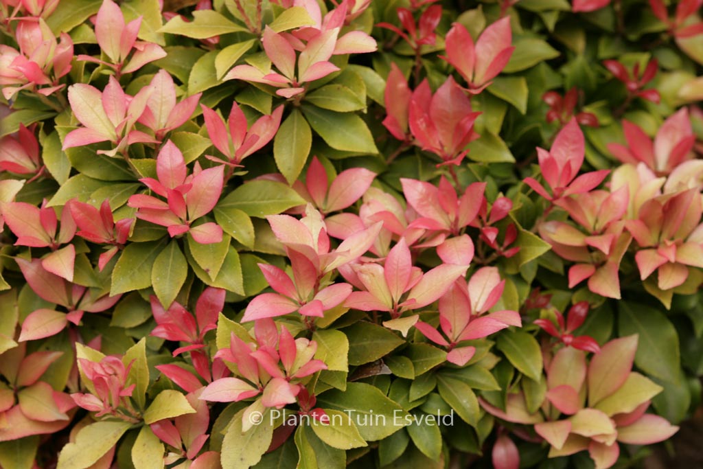 Pieris japonica ‘Spring Candy’
