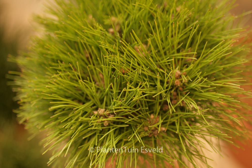 Pinus densiflora ‘Low Glow’