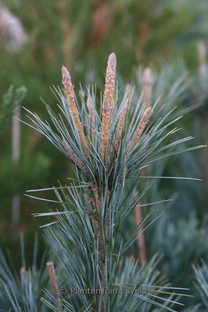 Pinus flexilis ‘Vanderwolfs Pyramid’