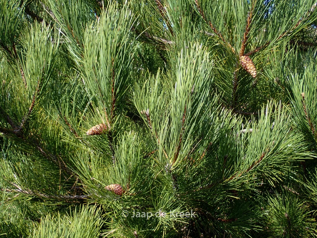 Pinus halepensis
