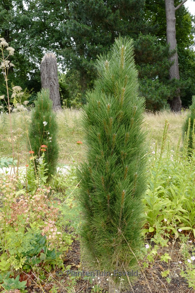 Pinus nigra ‘Green Tower’