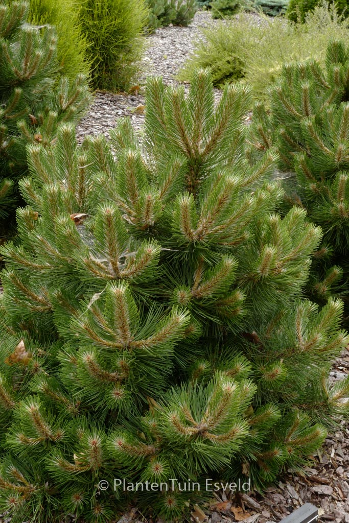 Pinus nigra ‘Helga’