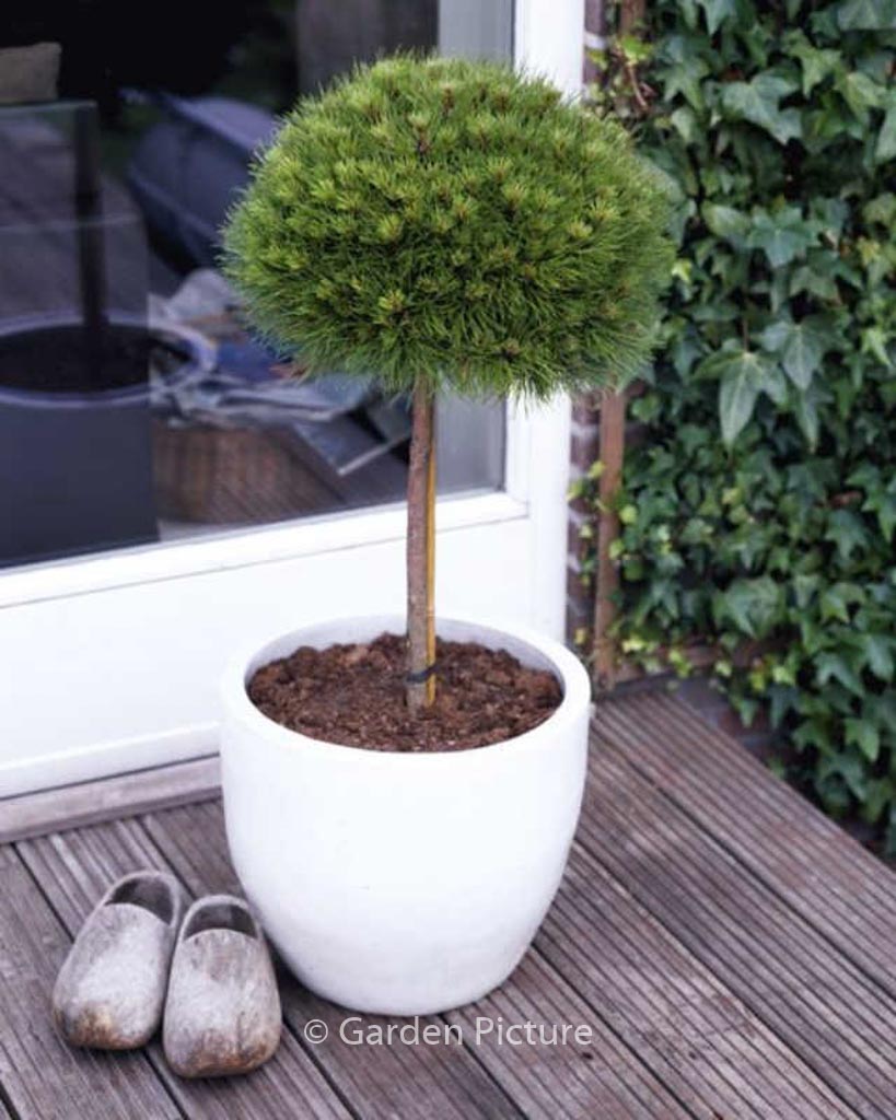 Pinus nigra ‘Marie Bregeon’