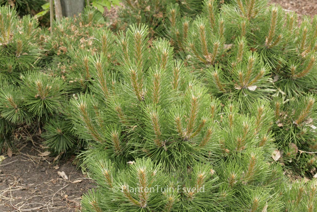 Pinus nigra ‘Nana’