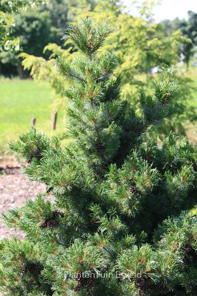 Pinus parviflora ‘Bergman’