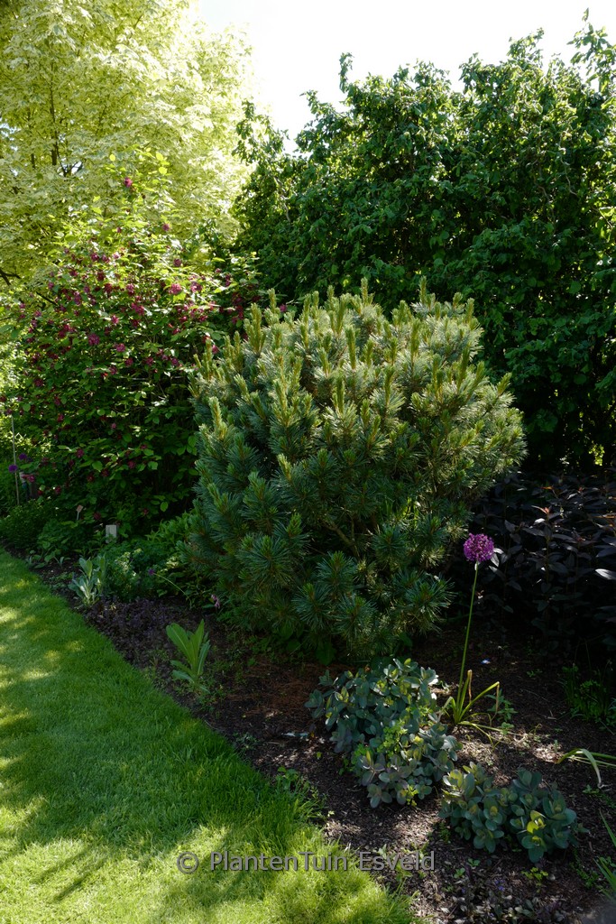 Pinus parviflora ‘Glauca’