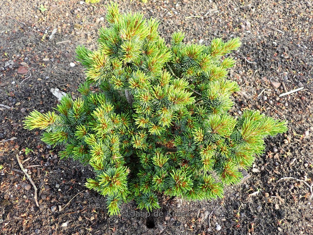 Pinus parviflora ‘Hagoromo’