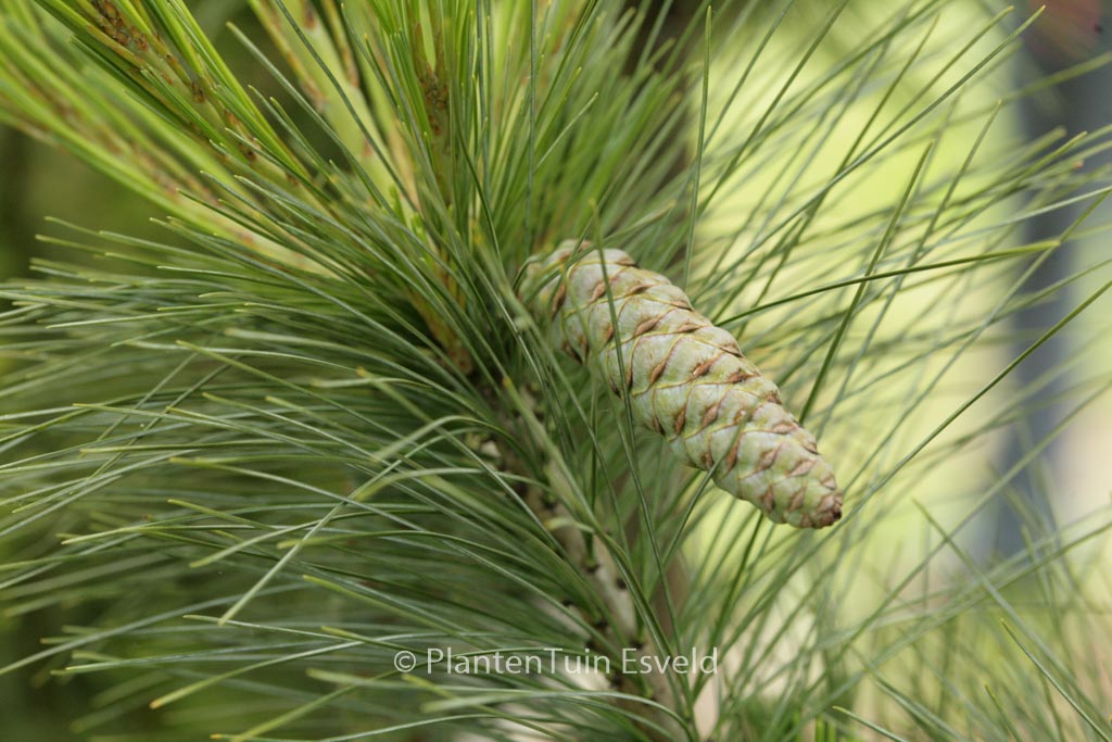 Pinus schwerinii ‘Wiethorst’