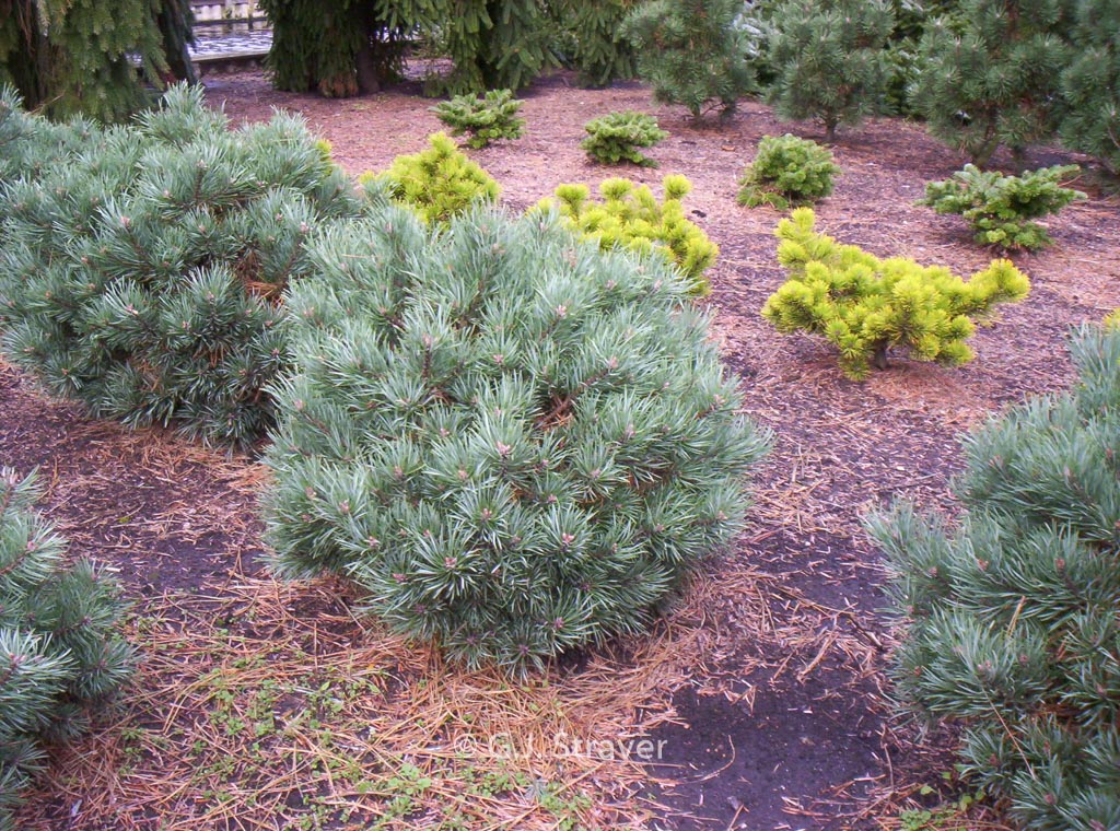 Pinus sylvestris ‘Frensham’