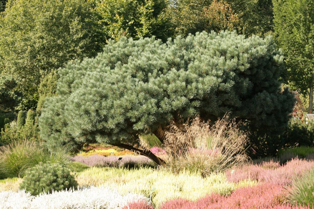 Pinus sylvestris ‘Watereri’