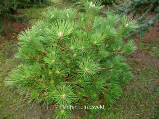 Pinus thunbergii ‘Banshosho’
