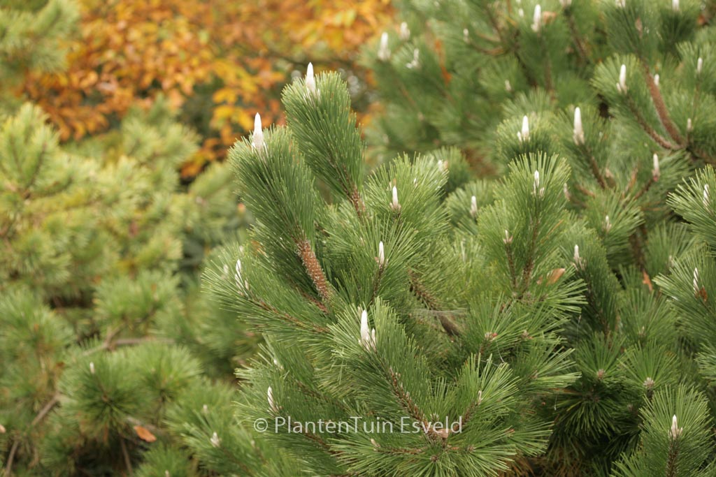 Pinus thunbergii ‘Sayonara’