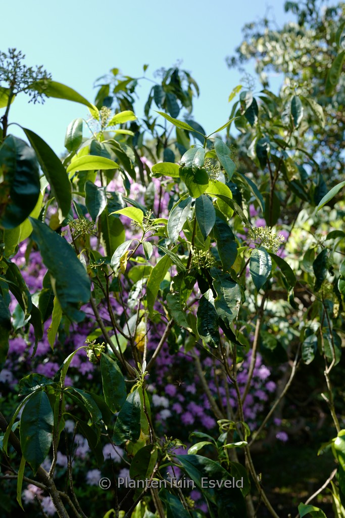 Pittosporum daphniphylloides