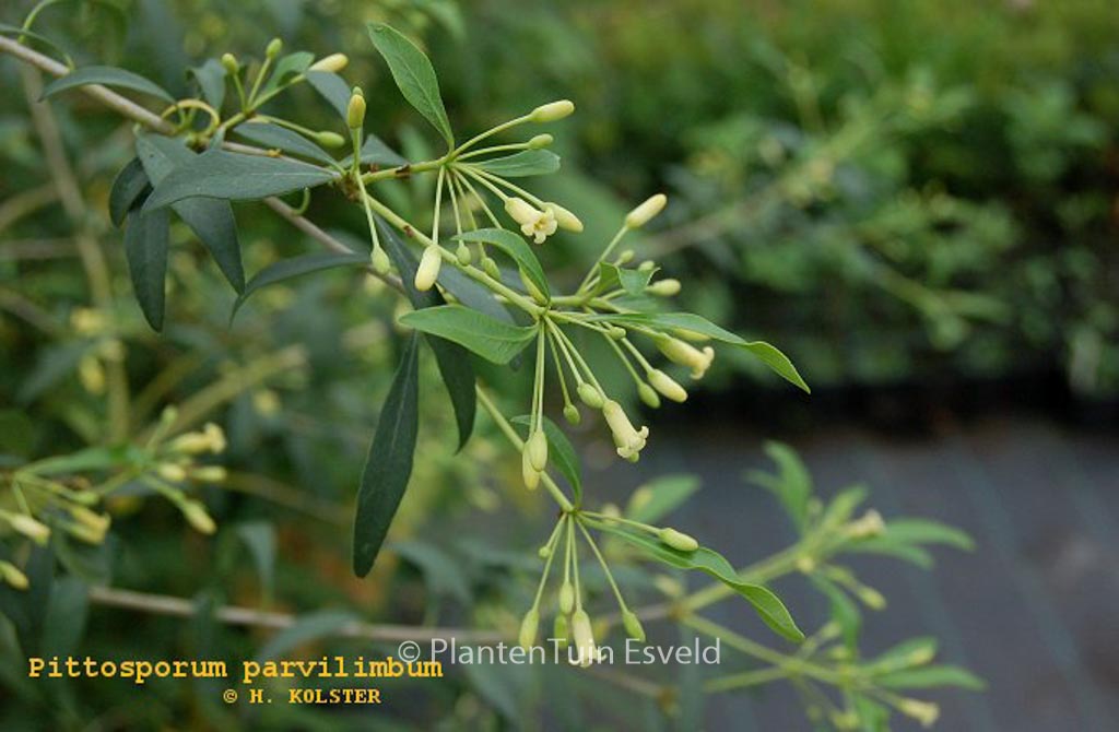 Pittosporum parvilimbum
