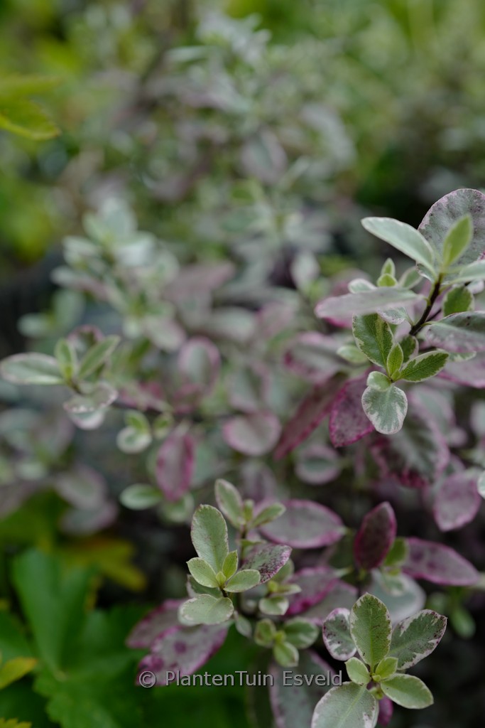 Pittosporum tenuifolium ‘Breebay’ (BANNOW BAY)