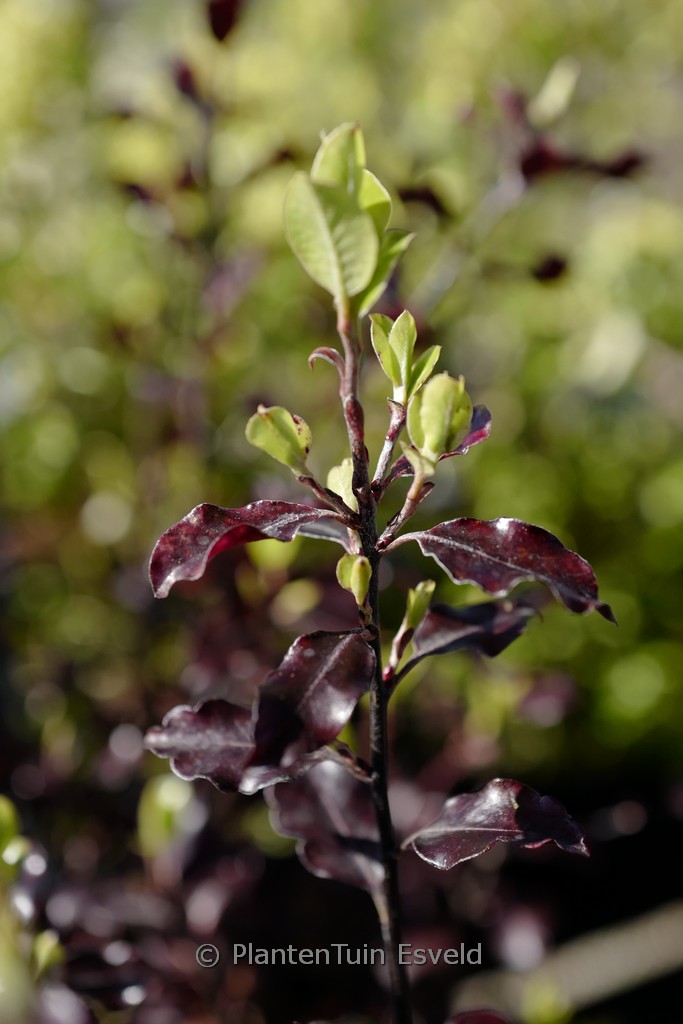 Pittosporum tenuifolium ‘Dark Diva’