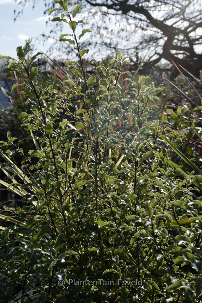 Pittosporum tenuifolium ‘Penmarch’