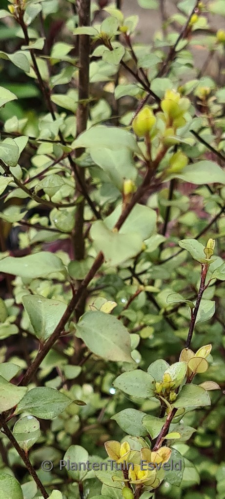 Pittosporum tenuifolium ‘Silver Sheen’