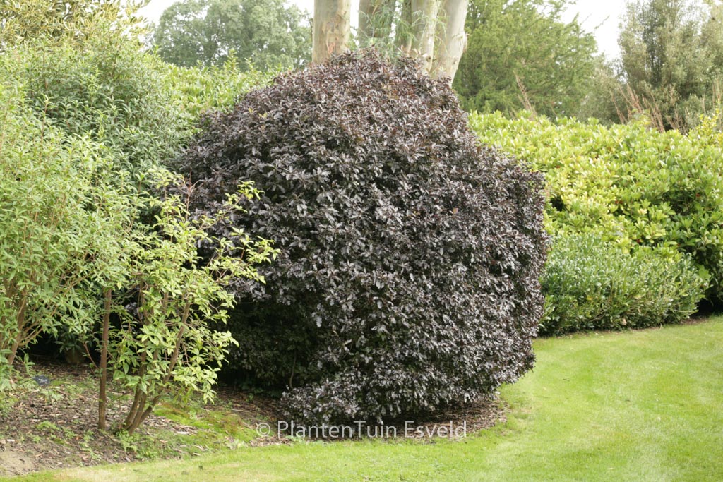 Pittosporum tenuifolium ‘Tom Thumb’