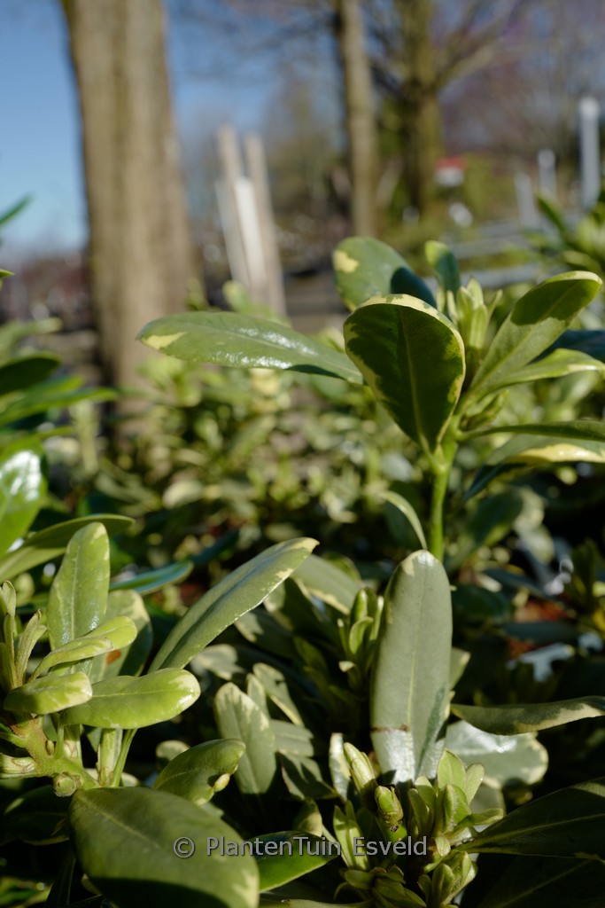 Pittosporum tobira ‘Neige du Mont Ventoux’