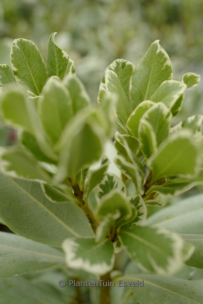 Pittosporum tobira ‘Variegatum’