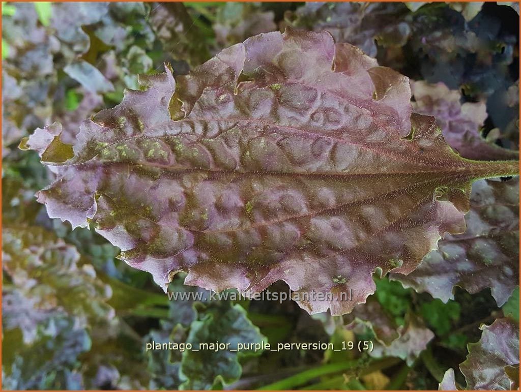 Plantago major ‘Purple Perversion’