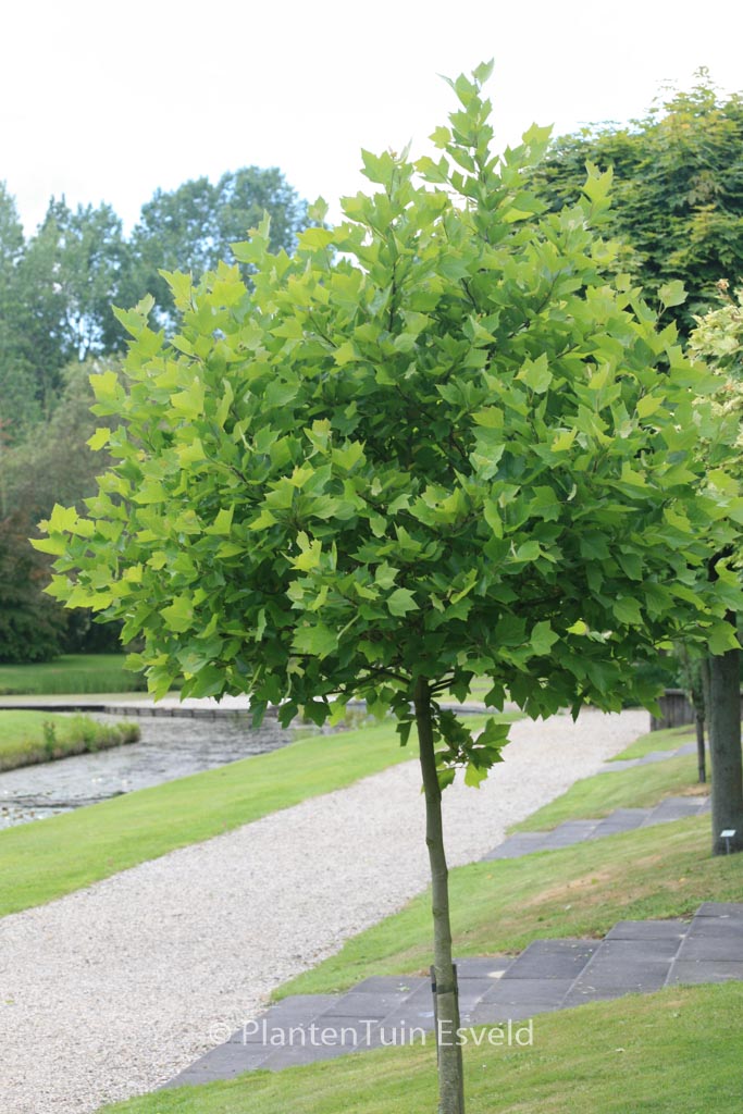Platanus hispanica ‘Alphen’s Globe’
