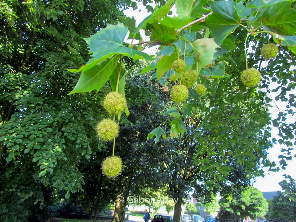 Platanus hispanica ‘Malburg’