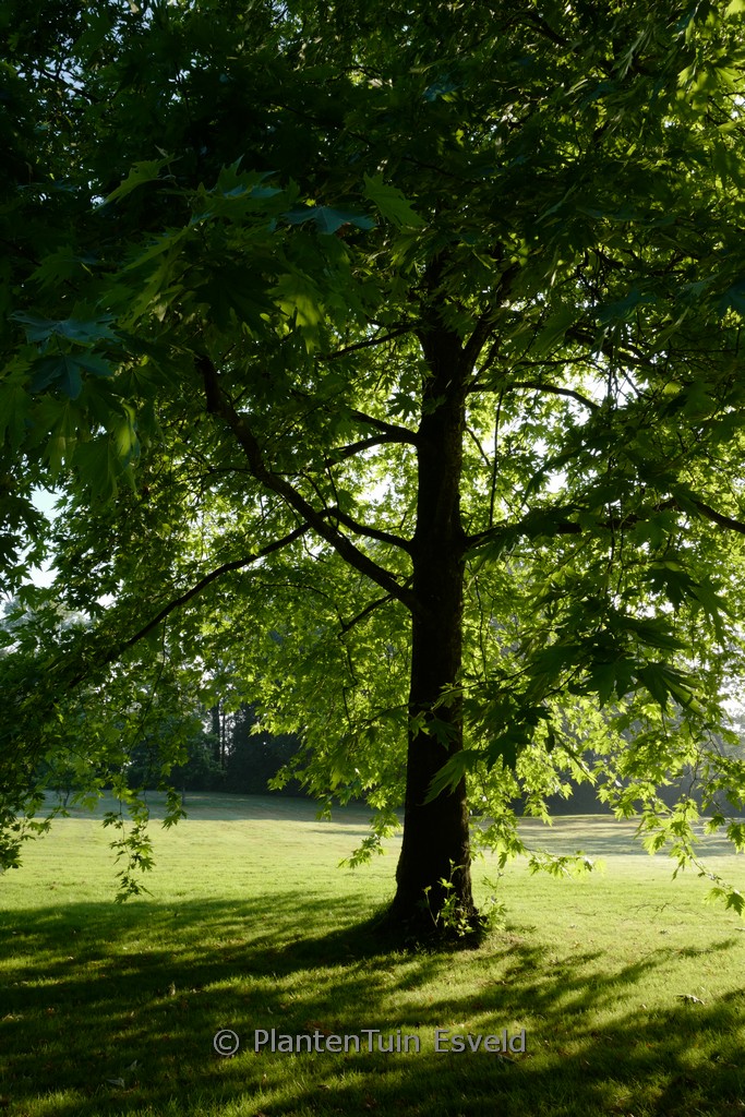 Platanus orientalis ‘Digitata’