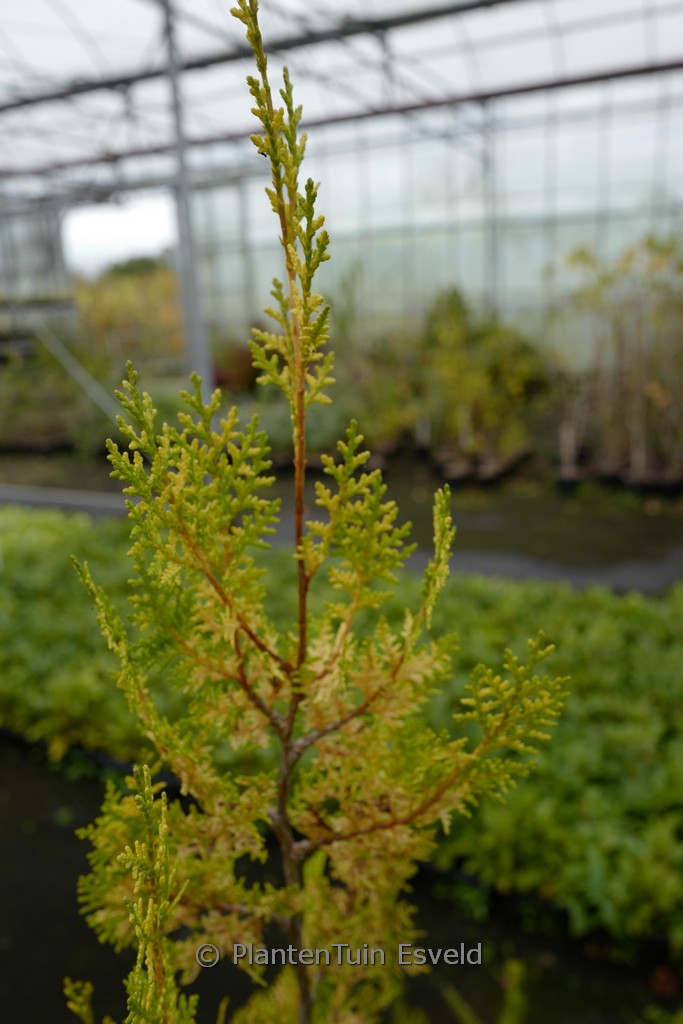 Platycladus orientalis ‘Van Hoey Smith’