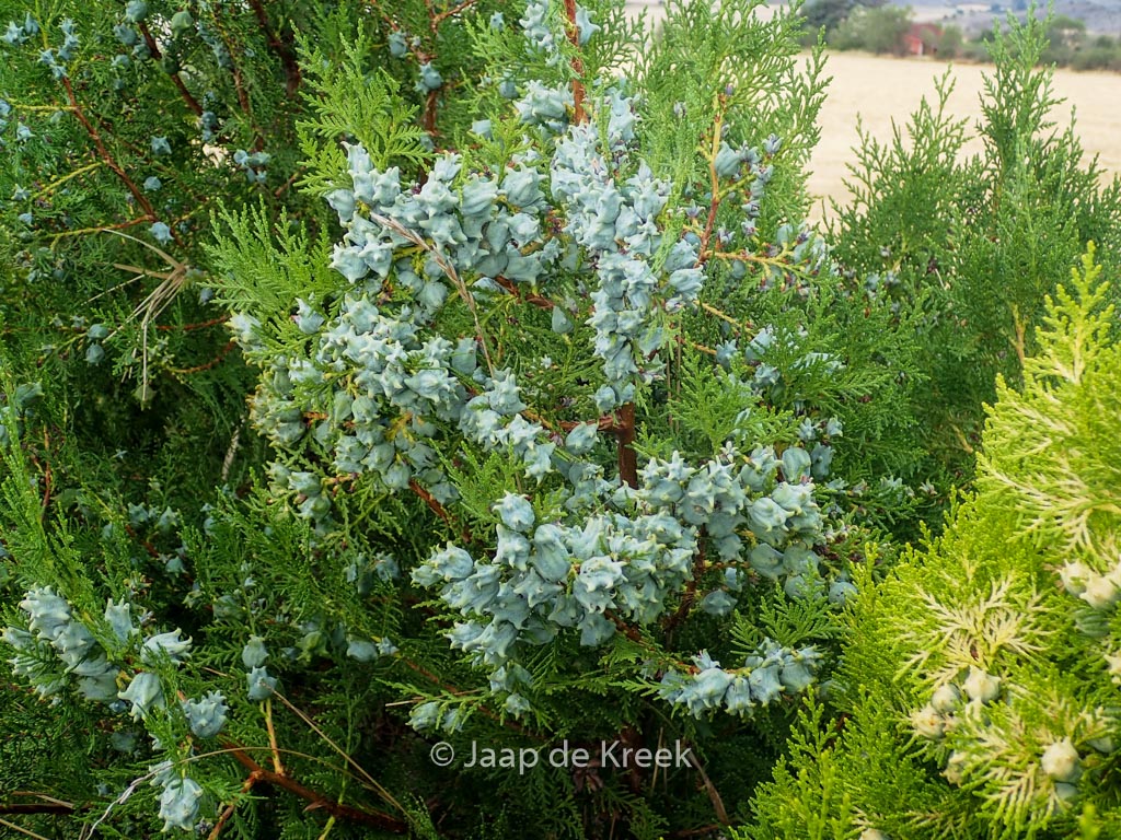 Platycladus orientalis