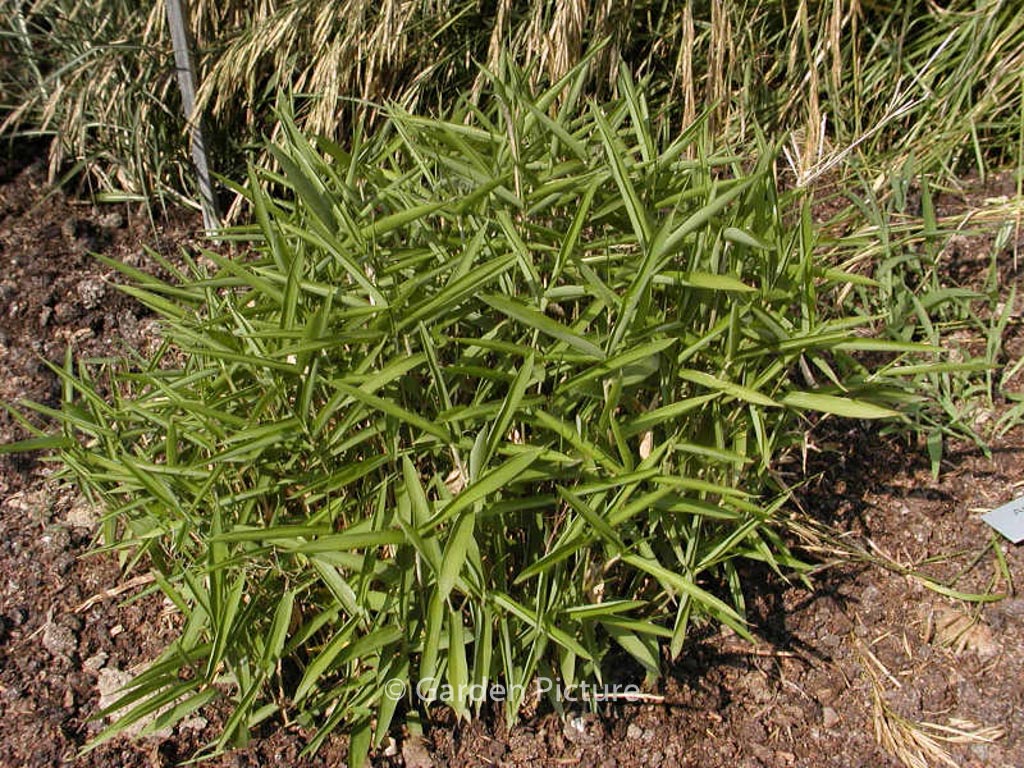 Pleioblastus argenteostriatus f. pumilus