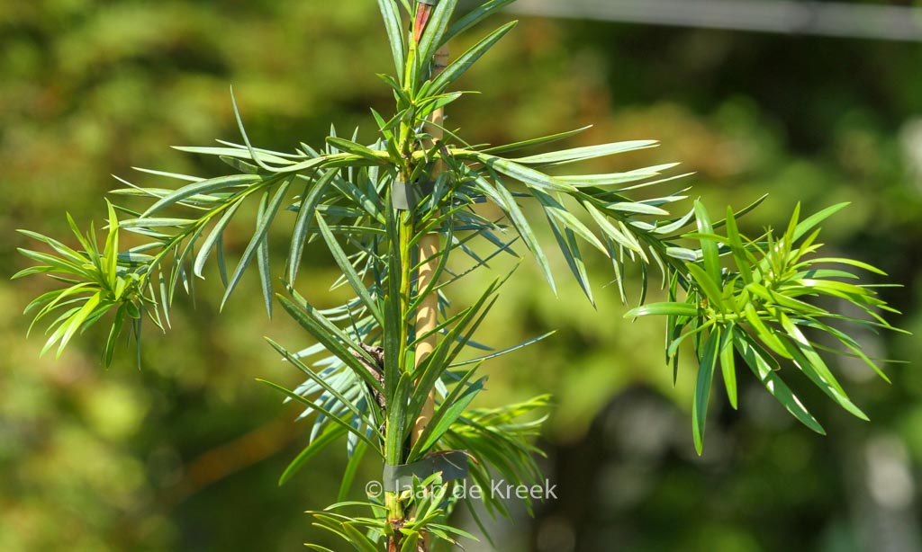 Podocarpus lambertii