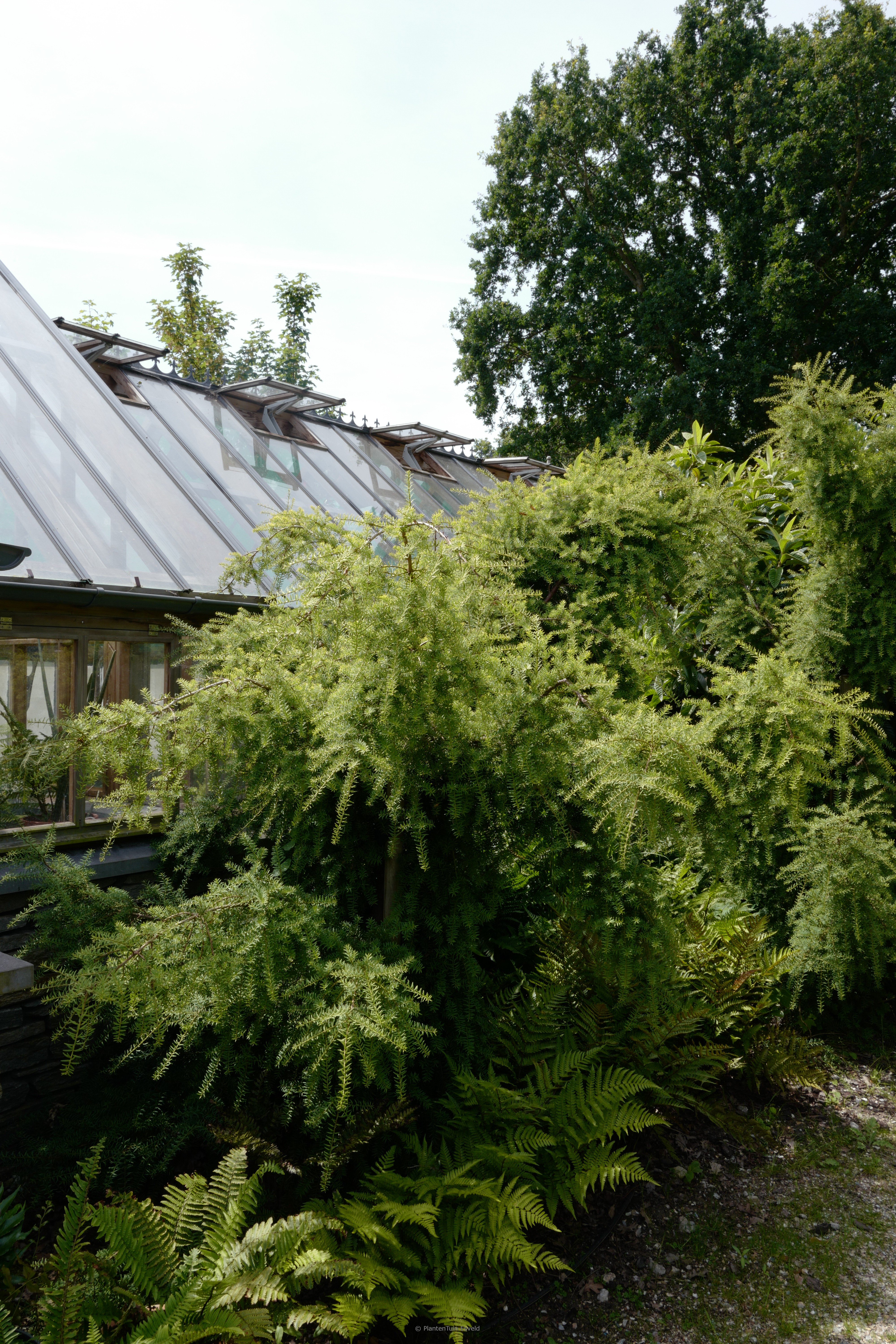 Podocarpus totara ‘Pendulus’