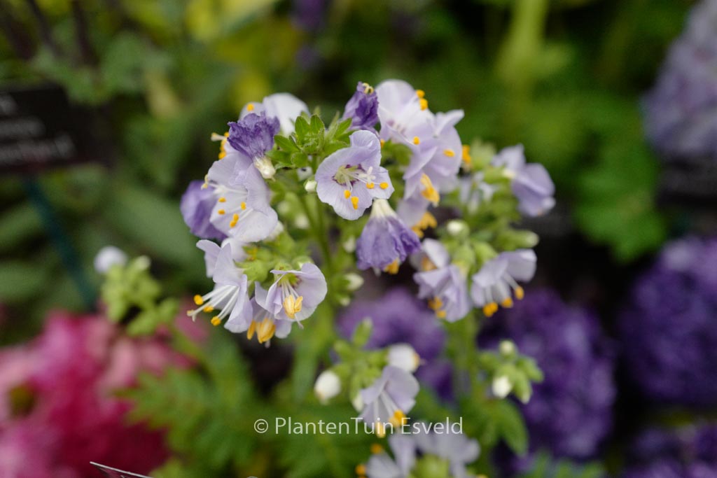 Polemonium caeruleum ‘Bambino Blue’
