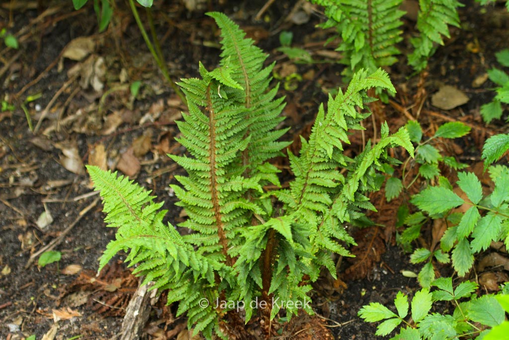 Polystichum setiferum ‘Congestum’