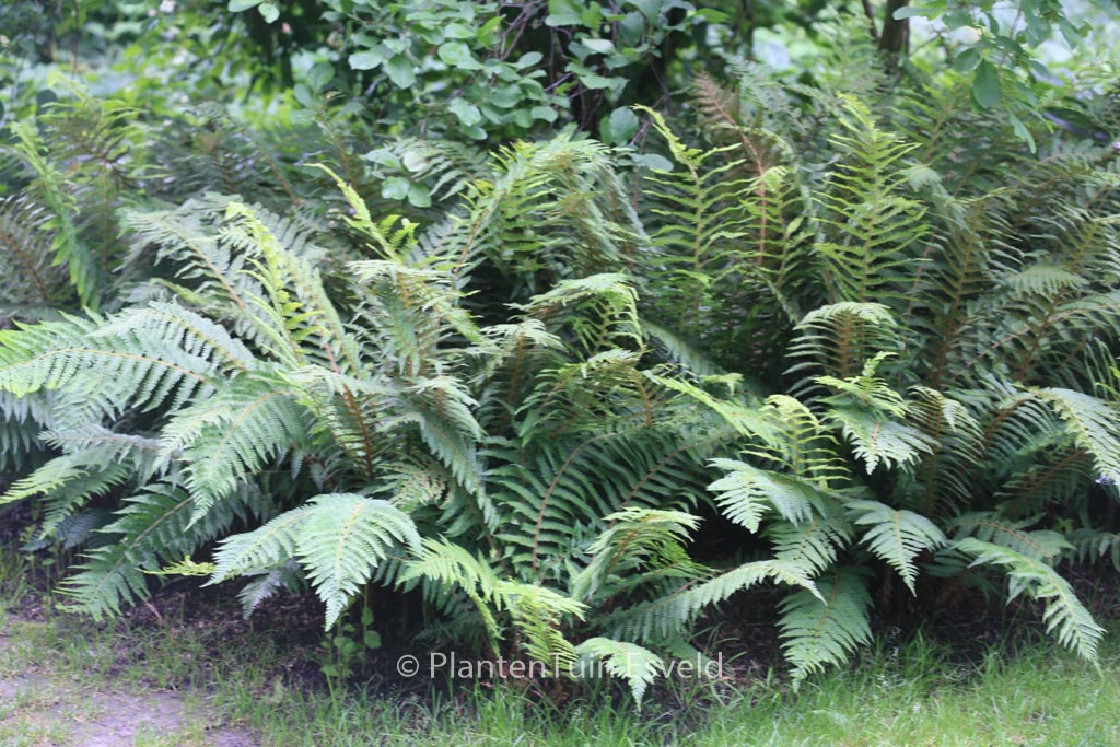 Polystichum setiferum ‘Dahlem’