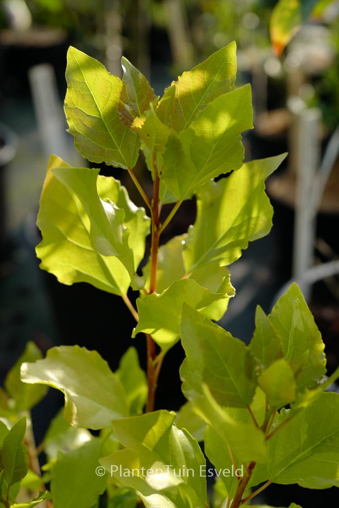 Populus nigra ‘Lombardy Gold’