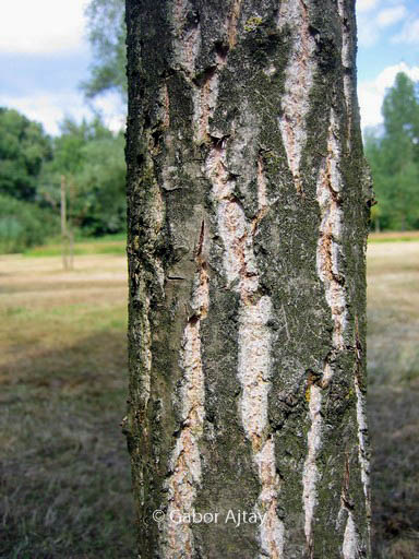 Populus nigra ‘Vereecken’