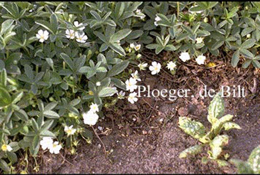 Potentilla alba
