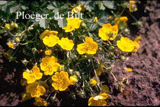 Potentilla crantzii ‘Goldrausch’