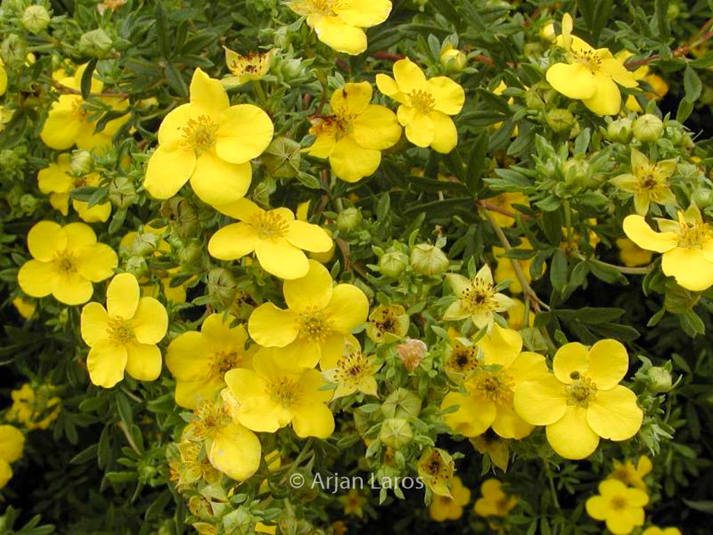 Potentilla fruticosa ‘Goldfinger’