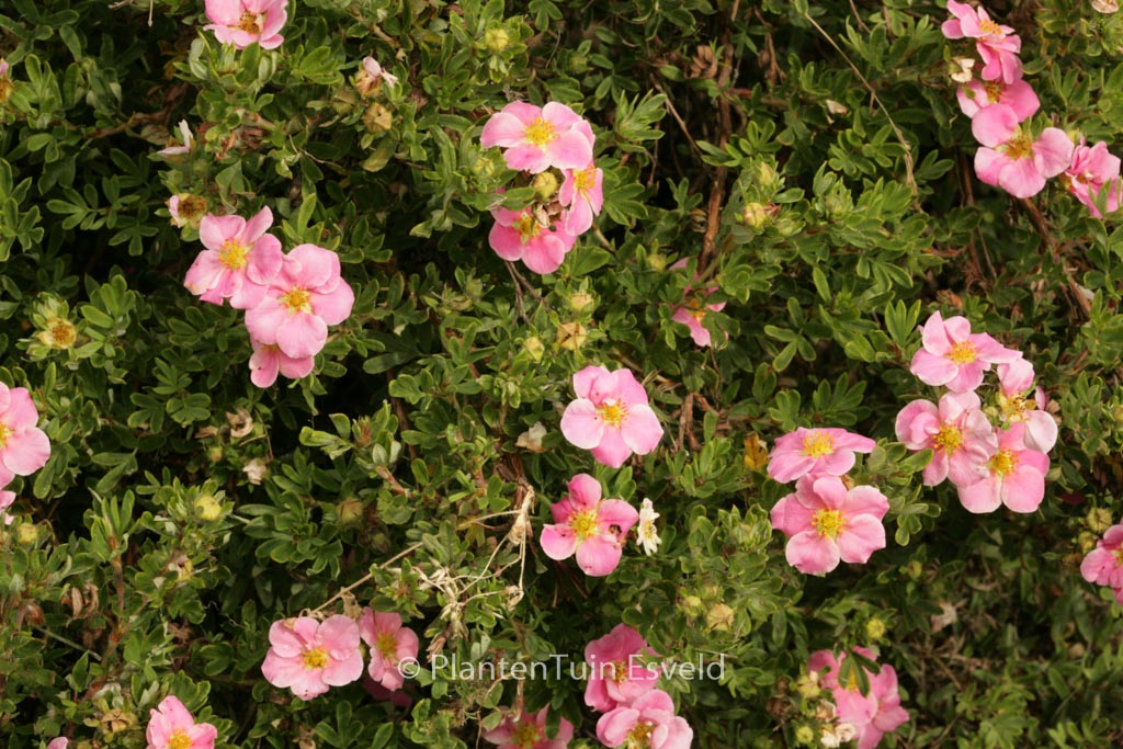 Potentilla fruticosa ‘Kupinpa’ (PINK PARADISE)