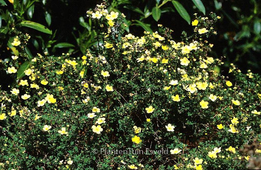 Potentilla fruticosa ‘Longacre’