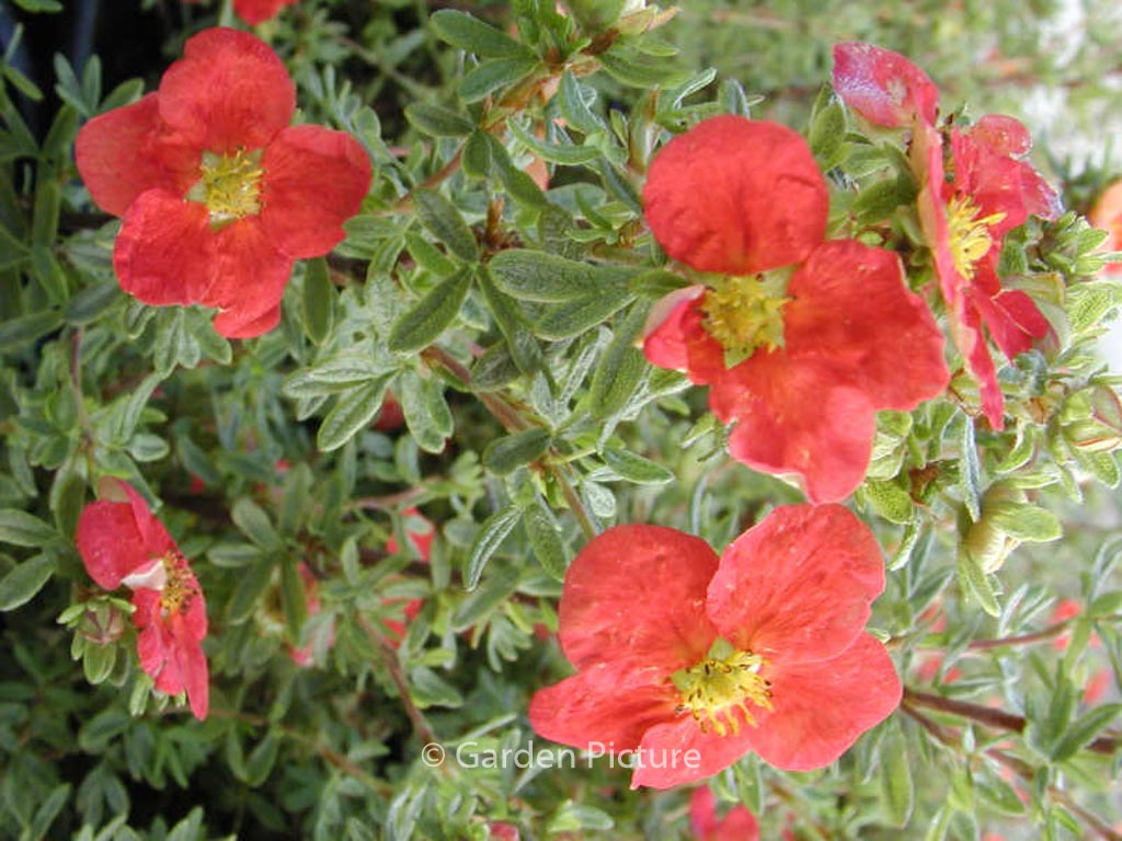 Potentilla fruticosa ‘Marrobin’ (MARIAN RED ROBIN)