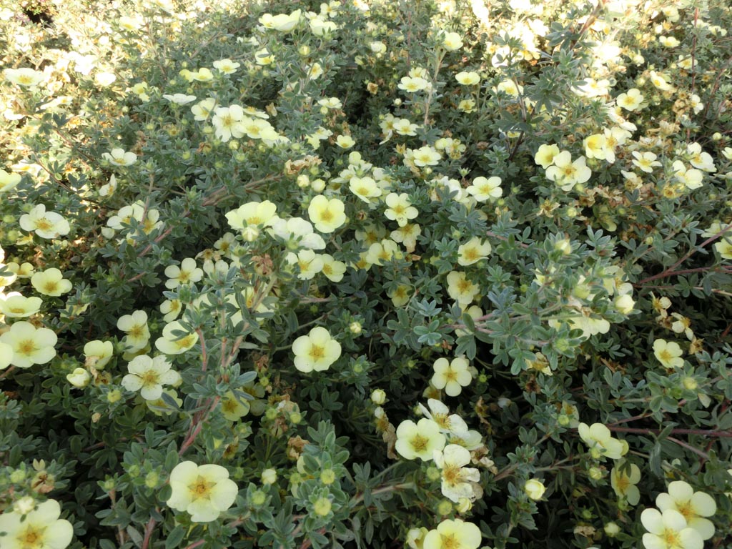 Potentilla fruticosa ‘Primrose Beauty’